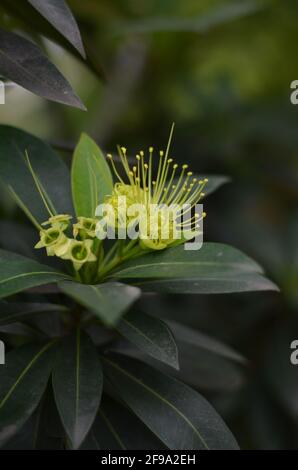 La pianta dorata di penda fiorisce verde brillante e le sue foglie. Foto Stock