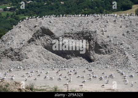 gregge di gabbiani di fronte al vento e poggiando su un piccola collina di sporcizia dalla discarica di immondizia nel montagne Foto Stock