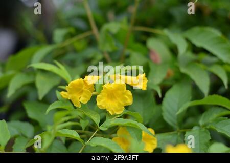 I fiori del trompet dell'angelo giallo fioriscono. Foto Stock