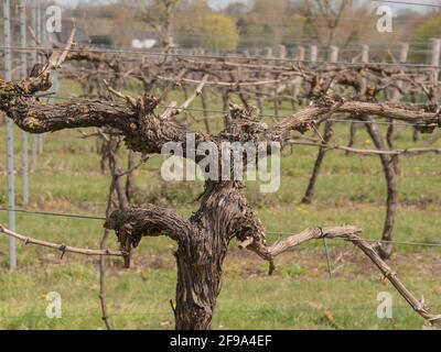 Vecchi vigneti maturi visti in un vigneto nel sud dell'Inghilterra nell'aprile 2021. Foto Stock