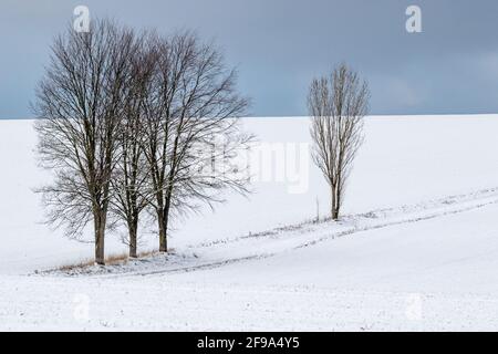 Landschaft im Harz einzeln sthende Bäume Foto Stock