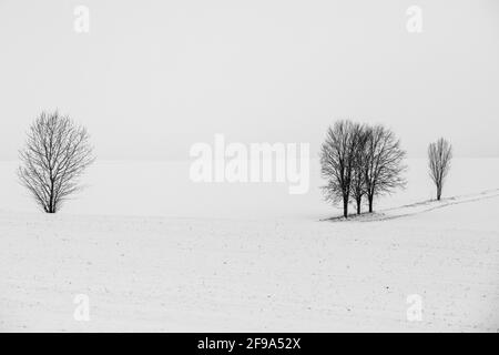 Landschaft im Harz einzeln sthende Bäume Foto Stock