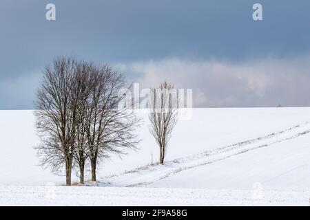 Landschaft im Harz einzeln sthende Bäume Foto Stock