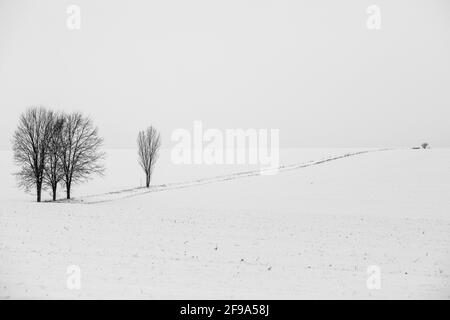 Landschaft im Harz einzeln sthende Bäume Foto Stock