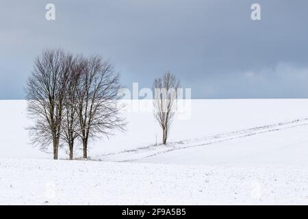 Landschaft im Harz einzeln sthende Bäume Foto Stock