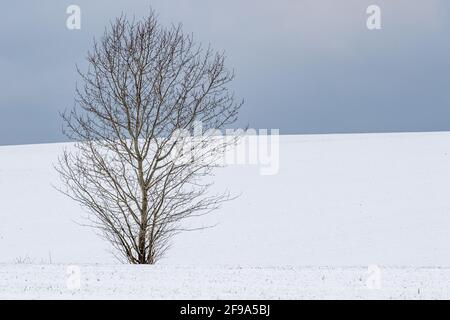 Landschaft im Harz einzeln sthende Bäume Foto Stock