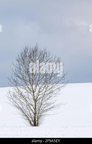 Landschaft im Harz einzeln sthende Bäume Foto Stock