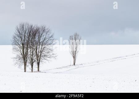 Landschaft im Harz einzeln sthende Bäume Foto Stock