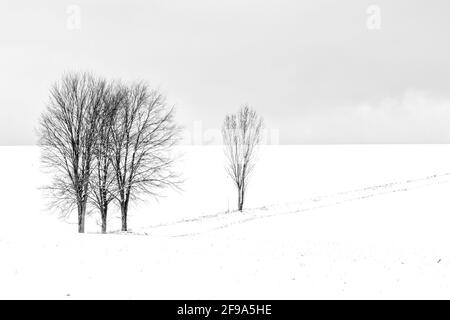 Landschaft im Harz einzeln sthende Bäume Foto Stock