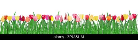 Panorama orizzontale di molti tulipani multicolore che crescono nell'erba isolata su uno strato bianco. Illustrazione vettoriale in stile realistico per i banner An Illustrazione Vettoriale