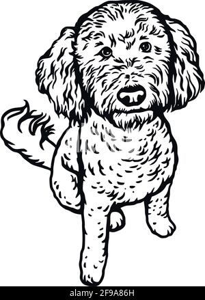 Labradoodle cane seduta posa - vettore isolato illustrazione su bianco sfondo Illustrazione Vettoriale