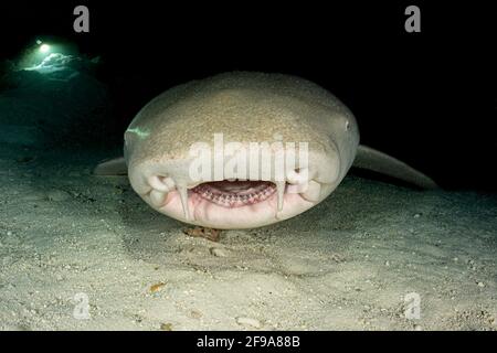 Lo squalo infermiera Indo-Pacifico (Nebrius ferrugineus) (in inglese: Squalo nutrice) è uno squalo che si trova nella zona del Mar Rosso in Sud Africa, Australia e nelle Isole della Società a profondità tra 1 m e 40 m. Foto Stock