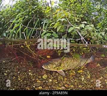 Chub, Leuciscus cephalus, chub sulla riva, metà sopra l'acqua e metà sotto l'acqua, Baden-Württemberg, Germania; Chub (Squalus cephalus, SYN .: Leuciscus cephalus), chiamato anche Alet, Eitel o Aitel; cambia con l'età da pesce grosso a pesce predatore Foto Stock