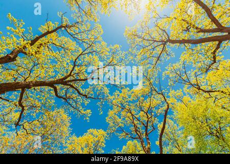 Baldacchino di Tall alberi con giovane primavera Foliage foglie lussureggiante. Luce solare primaverile in rami superiori di Flora Woods in foresta decidua. Bella natura Foto Stock