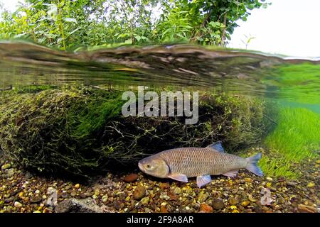 Chub (Squalius cephalus, SYN .: Leuciscus cephalus), chiamato anche Alet, Eitel o Aitel; cambia con l'età da pesce grosso a pesce predatore Foto Stock