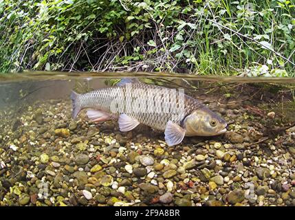 Chub (Squalius cephalus, SYN .: Leuciscus cephalus), chiamato anche Alet, Eitel o Aitel; cambia con l'età da pesce grosso a pesce predatore Foto Stock