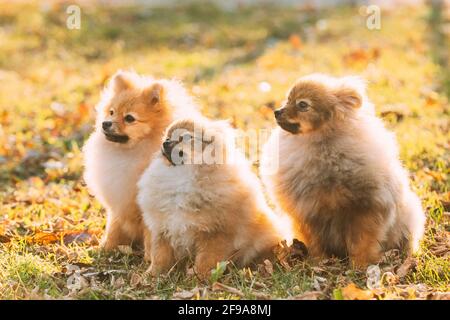 Tre giovani cuccioli Puppy Pomeranian Spitz Puppy Dogs seduta all'aperto In erba d'autunno Foto Stock