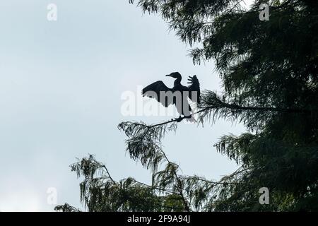 Grande cormorano, (Phalacrocorax carbo) siede con le ali distese, Germania Foto Stock