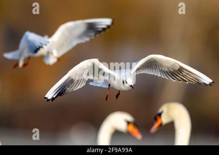 Gabbiani a testa nera (Larus ridibundus) in volo, Germania, Foto Stock