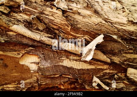 Primo piano di un tronco australiano della corteccia di carta dell'albero del tè Foto Stock