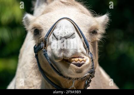 Cammello, calpestio, (Camelus B. bactrianus), prigioniero, Germania Foto Stock