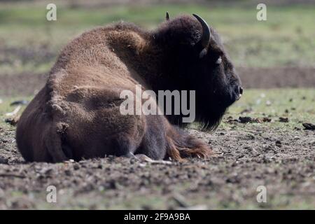 Bisonte, bisonte americano (bisonte bisonte) si trova in un prato, in Germania Foto Stock