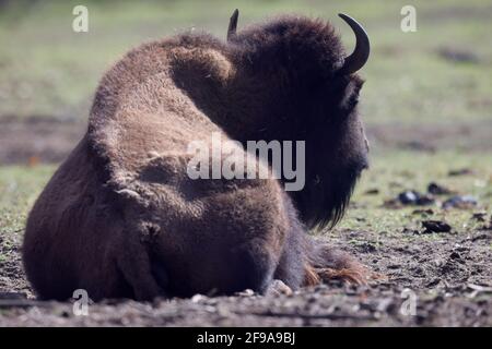 Bisonte, bisonte americano (bisonte bisonte) si trova in un prato, in Germania Foto Stock