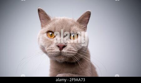 carino gattino lilla di 6 mesi inglese shorthair guardando fotocamera su sfondo grigio con spazio per la copia Foto Stock