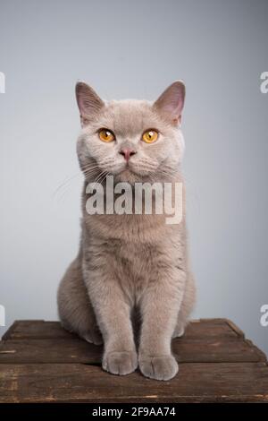 ritratto di un gattino lilla inglese di 6 mesi seduta su cassa di legno con spazio per la copia Foto Stock