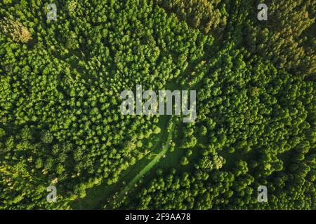 Bielorussia. Vista aerea del verde piccolo palude palude palude palude in verde foresta paesaggio in estate giorno. Vista dall'alto. Forest Lane in Bird's Eye Foto Stock