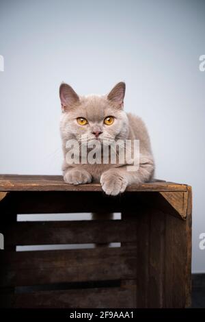 gattino lilla inglese di 6 mesi adagiato su legno cassa con spazio di copia Foto Stock