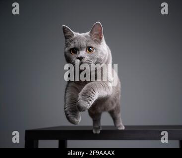 giocoso kitten shorthair britannico blu di 6 mesi che salta via una tabella su sfondo grigio con spazio per la copia Foto Stock