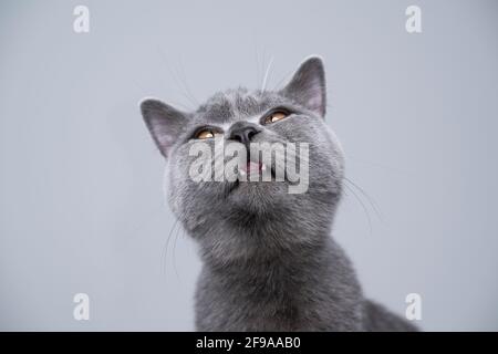 cucciolo di shorthair britannico blu di 6 mesi che fa faccia sciocca con spazio per la copia Foto Stock