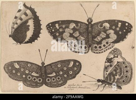 Quattro Farfalle, 1646. Foto Stock