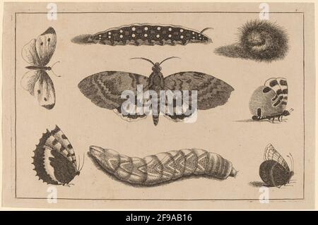 Tre Caterpillars, una Moth e quattro Farfalle. Foto Stock