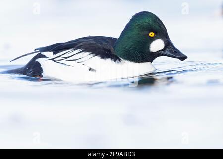 Un goldeneye maschile adulto (Bucephala clangula) nuotare in un lago in una fredda giornata di sole. Foto Stock