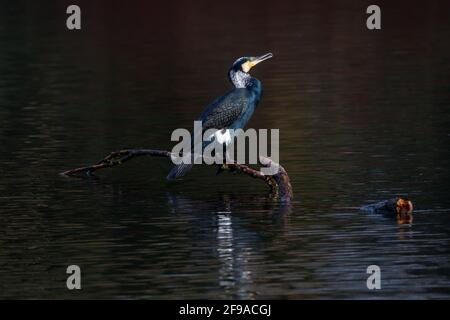 Cormorano adulto (Phalacrocorax carbo) seduto su un ramo Foto Stock