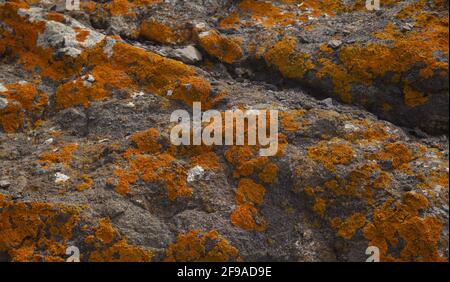 Giallo brillante arancio Calolacca marina aka Orange Sea Lichen sulla roccia, recenti piogge hanno ravvivato il corpo vegetativo, macro sfondo naturale Foto Stock