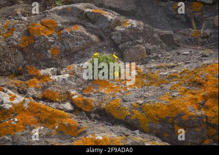 Giallo brillante arancio Calolacca marina aka Orange Sea Lichen sulla roccia, recenti piogge hanno ravvivato il corpo vegetativo, macro sfondo naturale Foto Stock