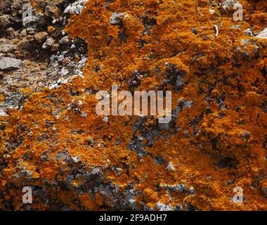 Giallo brillante arancio Calolacca marina aka Orange Sea Lichen sulla roccia, recenti piogge hanno ravvivato il corpo vegetativo, macro sfondo naturale Foto Stock