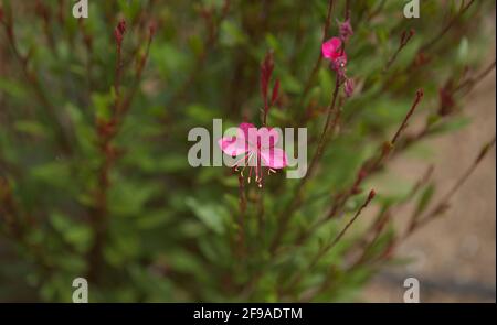 Sfondo naturale macro floreale con fiore rosa Oenotera lindheimeri, fiore di piume indiano Foto Stock