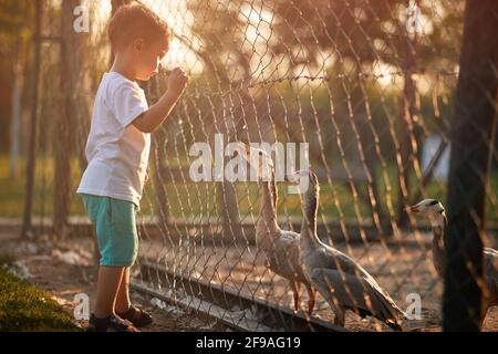 Un ragazzino che guarda le anatre nella gabbia attraverso la recinzione in un bel tempo soleggiato. Fattoria, campagna, estate Foto Stock