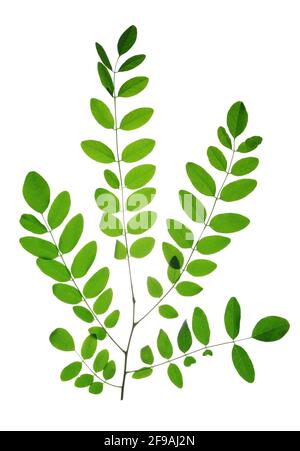 Ramo con foglia verde di Acacia o Locust Nero isolato su sfondo bianco. Foto Stock