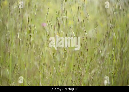 Flora di Gran Canaria - avena fatua avena selvatica comune sfondo naturale macro floreale Foto Stock