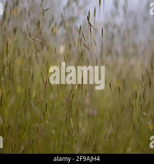 Flora di Gran Canaria - avena fatua avena selvatica comune sfondo naturale macro floreale Foto Stock