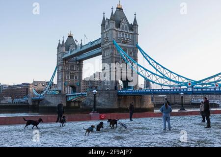 Inghilterra, Londra, gruppo di persone che esercitano i loro cani di fronte a Tower Bridge nella neve Foto Stock