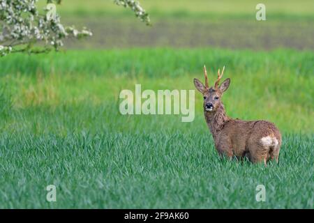 Roebuck (Capreolus capreolus) in un campo di grano, aprile, Assia, Germania Foto Stock