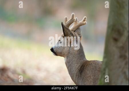 Roebuck (Capreolus capreolus) nel cast dietro un albero, febbraio, Assia, Germania Foto Stock