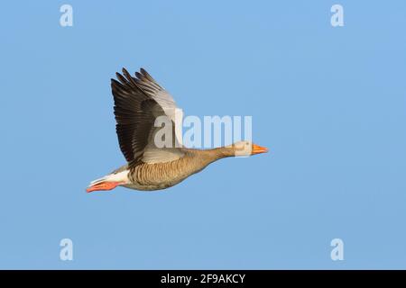 Greylag Goose (Anser anser), febbraio, Assia, Germania Foto Stock
