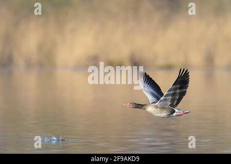 Greylag Goose (Anser anser), febbraio, Assia, Germania Foto Stock